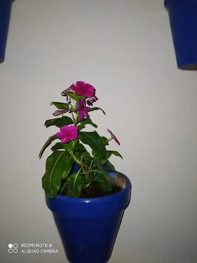 אל פדרוסו Hostal Finca Mirador מלון אל פדרוסו