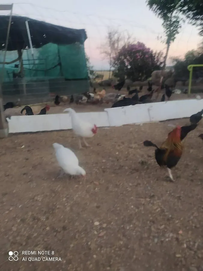 מלון אל פדרוסו Hostal Finca Mirador